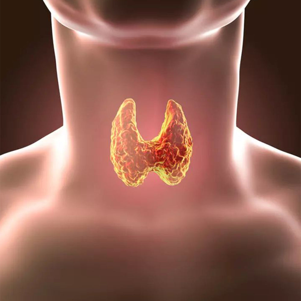 Thyroid Diet Plan